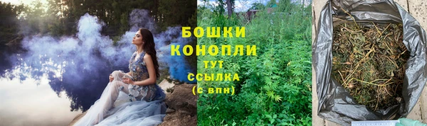 прущие грибы Елизово
